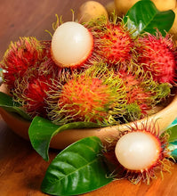 Load image into Gallery viewer, Puspita Nursery Vibrant Ram Bhutan Red Plant – Beautiful and Hardy Ornamental