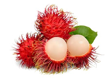 Load image into Gallery viewer, Puspita Nursery Vibrant Ram Bhutan Red Plant – Beautiful and Hardy Ornamental