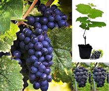 Load image into Gallery viewer, Puspita Nursery Seedless Black Grapes Plant – High-Yield, Sweet & Juicy Grape Variety