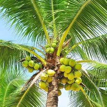 Load image into Gallery viewer, Puspita Nursery’s Premium Kerala Coconut Plant – High-Yield, Fast-Growing, and Perfect for Tropical Gardens