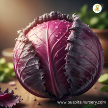 Load image into Gallery viewer, Puspita Nursery Red Cabbage Seeds – 20 Premium Quality Vegetable Seeds | High Yield, Fast Germination & Nutrient-Rich Variety | Ideal for Home Garden, Terrace Farming & Organic Cultivation