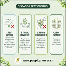 Load image into Gallery viewer, Puspita Nursery Red Capsicum Seeds – 10 gm | High-Yield Hybrid Bell Pepper | Bright Red Sweet Capsicum for Home & Terrace Garden | Fast Germination & Disease Resistant