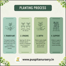 Load image into Gallery viewer, Puspita Nursery Red Capsicum Seeds – 10 gm | High-Yield Hybrid Bell Pepper | Bright Red Sweet Capsicum for Home & Terrace Garden | Fast Germination & Disease Resistant