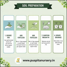 Load image into Gallery viewer, Puspita Nursery Red Capsicum Seeds – 10 gm | High-Yield Hybrid Bell Pepper | Bright Red Sweet Capsicum for Home & Terrace Garden | Fast Germination & Disease Resistant