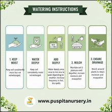 Load image into Gallery viewer, Puspita Nursery Red Capsicum Seeds – 10 gm | High-Yield Hybrid Bell Pepper | Bright Red Sweet Capsicum for Home & Terrace Garden | Fast Germination & Disease Resistant