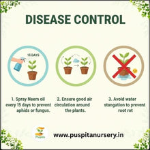 Load image into Gallery viewer, Puspita Nursery Rosemary Seeds – Premium Aromatic Herb Seeds | Fast Germination & High Yield | Ideal for Home Garden, Kitchen Pots & Terrace Farming | Easy to Grow Medicinal & Culinary Herb