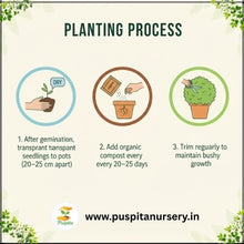 Load image into Gallery viewer, Puspita Nursery Rosemary Seeds – Premium Aromatic Herb Seeds | Fast Germination & High Yield | Ideal for Home Garden, Kitchen Pots & Terrace Farming | Easy to Grow Medicinal & Culinary Herb