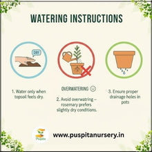 Load image into Gallery viewer, Puspita Nursery Rosemary Seeds – Premium Aromatic Herb Seeds | Fast Germination & High Yield | Ideal for Home Garden, Kitchen Pots & Terrace Farming | Easy to Grow Medicinal & Culinary Herb
