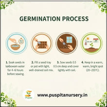 Load image into Gallery viewer, Puspita Nursery Rosemary Seeds – Premium Aromatic Herb Seeds | Fast Germination & High Yield | Ideal for Home Garden, Kitchen Pots & Terrace Farming | Easy to Grow Medicinal & Culinary Herb