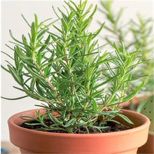 Load image into Gallery viewer, Puspita Nursery Rosemary Seeds – Premium Aromatic Herb Seeds | Fast Germination & High Yield | Ideal for Home Garden, Kitchen Pots & Terrace Farming | Easy to Grow Medicinal & Culinary Herb