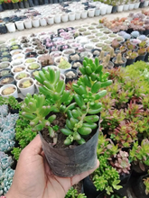Load image into Gallery viewer, Sedum Rubrotinctum (Jelly Beans) Succulent Plant
