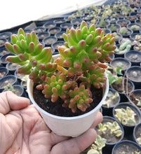 Load image into Gallery viewer, Sedum Rubrotinctum (Jelly Beans) Succulent Plant