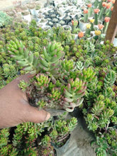 Load image into Gallery viewer, Sedum Rubrotinctum (Jelly Beans) Succulent Plant