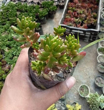 Load image into Gallery viewer, Sedum Rubrotinctum (Jelly Beans) Succulent Plant