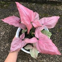 Load image into Gallery viewer, Puspita Nursery Syngonium Plant Pink Color with Pot