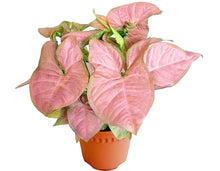 Load image into Gallery viewer, Puspita Nursery Syngonium Plant Pink Color with Pot