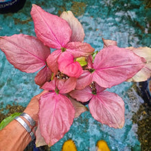 Load image into Gallery viewer, Puspita Nursery Syngonium Plant Pink Color with Pot