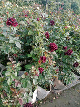 Load image into Gallery viewer, Puspita Nursery Hybrid Black Rose Flower Plant
