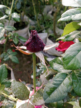 Load image into Gallery viewer, Puspita Nursery Hybrid Black Rose Flower Plant