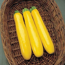 Load image into Gallery viewer, Puspita Nursery Yellow Squash Seeds – High Yield Hybrid Variety | Fast Germination & Early Harvest | Suitable for Home Garden & Farm | Disease Resistant | Organic Vegetable Seeds for All Seasons