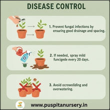 Load image into Gallery viewer, Puspita Nursery Antirrhinum Mixed Flower Seeds – Vibrant Snapdragon Blooms | Easy to Grow Annuals | Ideal for Pots, Borders & Gardens | Long-Lasting Winter Flowers