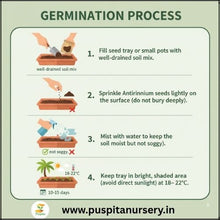 Load image into Gallery viewer, Puspita Nursery Antirrhinum Mixed Flower Seeds – Vibrant Snapdragon Blooms | Easy to Grow Annuals | Ideal for Pots, Borders & Gardens | Long-Lasting Winter Flowers