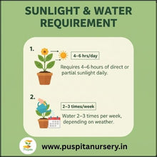 Load image into Gallery viewer, Puspita Nursery Antirrhinum Mixed Flower Seeds – Vibrant Snapdragon Blooms | Easy to Grow Annuals | Ideal for Pots, Borders & Gardens | Long-Lasting Winter Flowers