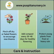 Load image into Gallery viewer, Puspita Nursery Aprajita Double Seed – Beautiful Blue Clitoria Ternatea Vine | Fast Growing Flowering Creeper | Ideal for Home Garden, Terrace & Balcony | Easy to Grow Seeds