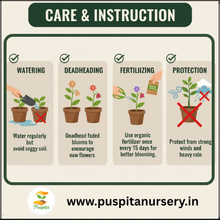 Load image into Gallery viewer, Puspita Nursery Aster Double Mixed Flower Seeds – Premium Quality, Multi-Color Blooms, Easy to Grow for Home Garden, Pots & Borders