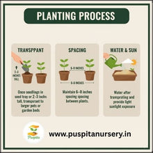 Load image into Gallery viewer, Puspita Nursery Aster Double Mixed Flower Seeds – Premium Quality, Multi-Color Blooms, Easy to Grow for Home Garden, Pots & Borders