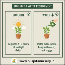 Load image into Gallery viewer, Puspita Nursery Aster Double Mixed Flower Seeds – Premium Quality, Multi-Color Blooms, Easy to Grow for Home Garden, Pots & Borders