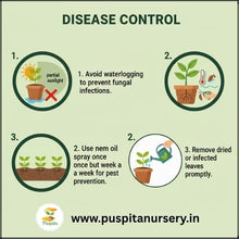 Load image into Gallery viewer, Puspita Nursery Balsam D Mixed Flower Seeds – Bright Annual Blooms for Home Garden | Easy to Grow | Long Lasting Colorful Flowers | Indoor Outdoor Gardening Seeds Pack