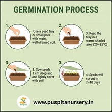 Load image into Gallery viewer, Puspita Nursery Balsam D Mixed Flower Seeds – Bright Annual Blooms for Home Garden | Easy to Grow | Long Lasting Colorful Flowers | Indoor Outdoor Gardening Seeds Pack