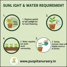 Load image into Gallery viewer, Puspita Nursery Balsam D Mixed Flower Seeds – Bright Annual Blooms for Home Garden | Easy to Grow | Long Lasting Colorful Flowers | Indoor Outdoor Gardening Seeds Pack