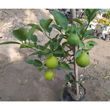 Load image into Gallery viewer, Puspita Nursery Thriving Kagzi Nimboo Plant – Lush Citrus Delight for Your Home & Garden