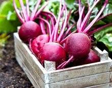 Load image into Gallery viewer, Puspita Nursery Beet Root Seeds – 25 gm | High-Yield Red Beet Variety | Fast Germination, Sweet & Juicy Roots | Suitable for Home Garden & Farm | Easy to Grow, Disease Resistant, All Season Vegetable Seeds