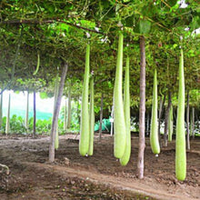 Load image into Gallery viewer, Puspita Nursery Long Ram Lou Seeds (10gm Pack) – High Yield Hybrid Bottle Gourd Seeds | Fast Germination | Tender & Long Fruits | Ideal for Home Garden and Farm Cultivation