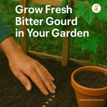 Load image into Gallery viewer, Premium Bitter Gourd Seeds 50gm Pack– High Germination Organic Vegetable Seeds