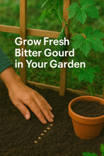 Load image into Gallery viewer, Premium Bitter Gourd Seeds 50gm Pack– High Germination Organic Vegetable Seeds