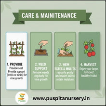 Load image into Gallery viewer, Puspita Nursery Black Kumra (Black Pumpkin) Seeds – 50 gm | High Yield, Fast Germination | Suitable for Home Garden & Farm | Organic Vegetable Seeds | Disease Resistant, All Season Growing Variety