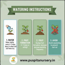 Load image into Gallery viewer, Puspita Nursery Black Kumra (Black Pumpkin) Seeds – 50 gm | High Yield, Fast Germination | Suitable for Home Garden & Farm | Organic Vegetable Seeds | Disease Resistant, All Season Growing Variety