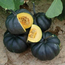 Load image into Gallery viewer, Puspita Nursery Black Kumra (Black Pumpkin) Seeds – 50 gm | High Yield, Fast Germination | Suitable for Home Garden & Farm | Organic Vegetable Seeds | Disease Resistant, All Season Growing Variety