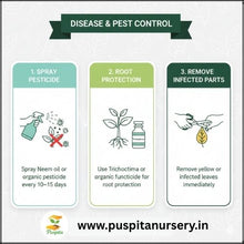 Load image into Gallery viewer, Puspita Nursery Broccoli Seeds – 10 gm | High-Yield Green Broccoli Variety | Suitable for Home Garden & Terrace Pots | Fast Germination & Disease Resistant | Organic Vegetable Seeds for All Seasons