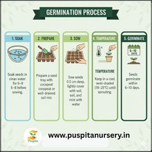 Load image into Gallery viewer, Puspita Nursery Broccoli Seeds – 10 gm | High-Yield Green Broccoli Variety | Suitable for Home Garden & Terrace Pots | Fast Germination & Disease Resistant | Organic Vegetable Seeds for All Seasons