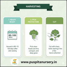 Load image into Gallery viewer, Puspita Nursery Broccoli Seeds – 10 gm | High-Yield Green Broccoli Variety | Suitable for Home Garden & Terrace Pots | Fast Germination & Disease Resistant | Organic Vegetable Seeds for All Seasons
