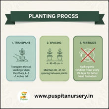 Load image into Gallery viewer, Puspita Nursery Broccoli Seeds – 10 gm | High-Yield Green Broccoli Variety | Suitable for Home Garden & Terrace Pots | Fast Germination & Disease Resistant | Organic Vegetable Seeds for All Seasons