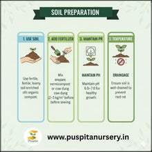 Load image into Gallery viewer, Puspita Nursery Broccoli Seeds – 10 gm | High-Yield Green Broccoli Variety | Suitable for Home Garden & Terrace Pots | Fast Germination & Disease Resistant | Organic Vegetable Seeds for All Seasons