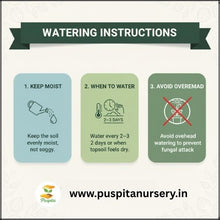 Load image into Gallery viewer, Puspita Nursery Broccoli Seeds – 10 gm | High-Yield Green Broccoli Variety | Suitable for Home Garden & Terrace Pots | Fast Germination & Disease Resistant | Organic Vegetable Seeds for All Seasons