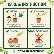 Load image into Gallery viewer, Puspita Nursery Celosia Mixed Flower Seeds – Premium Quality, Vibrant Plume Blooms, Easy to Grow for Home Garden, Pots & Borders