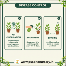 Load image into Gallery viewer, Puspita Nursery Celosia Mixed Flower Seeds – Premium Quality, Vibrant Plume Blooms, Easy to Grow for Home Garden, Pots & Borders